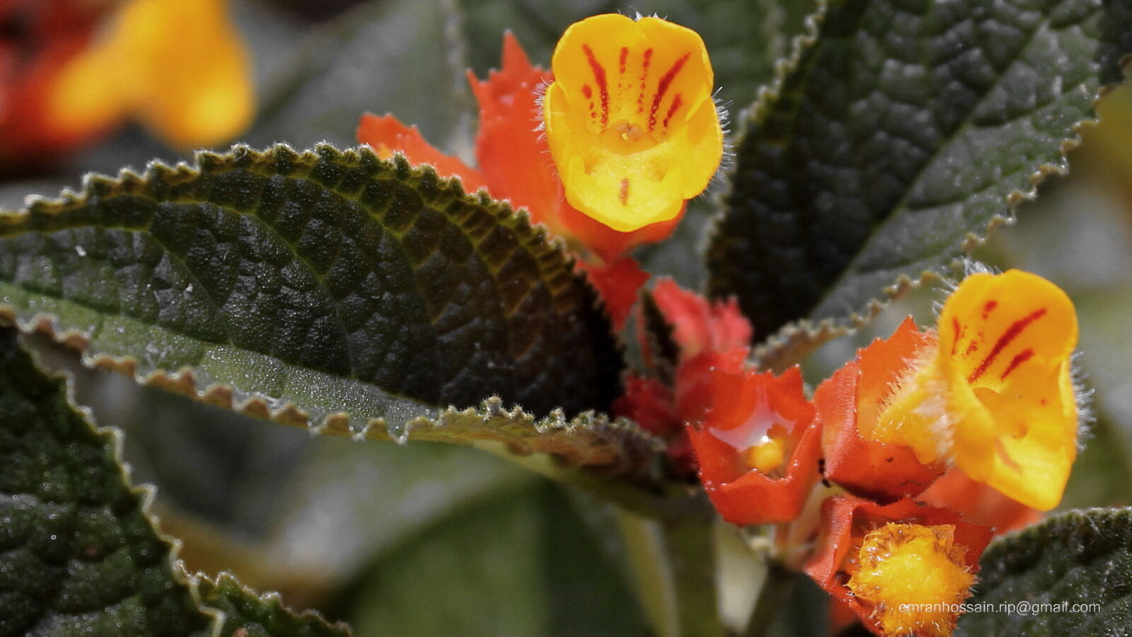 Canon EOS 1100D (EOS Rebel T3 / EOS Kiss X50) sample photo. Nature, nice, wallpaper photography