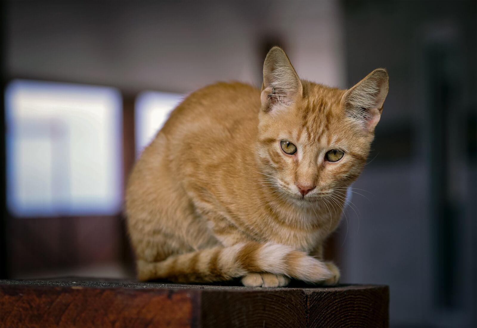 Sony a6000 + E 60mm F2.8 sample photo. Forget, animals, cat photography