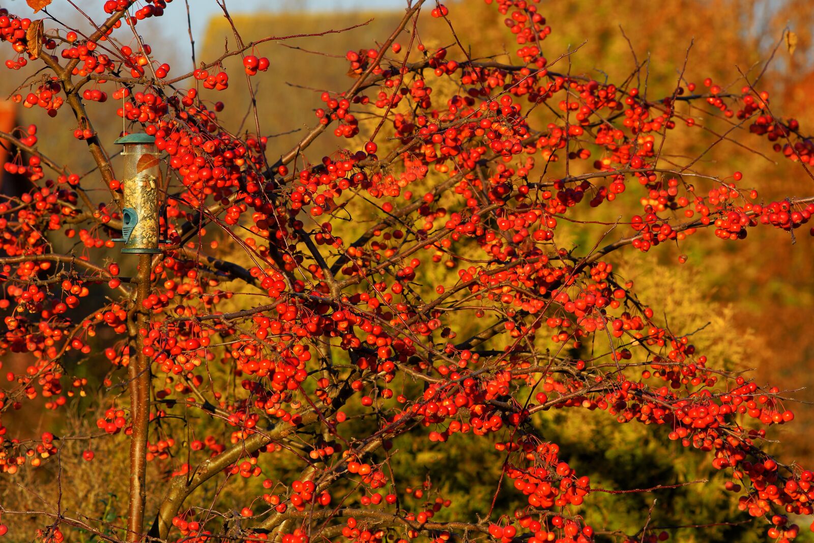 Minolta AF 200mm F2.8 HS-APO G sample photo. Late autumn, berry red photography
