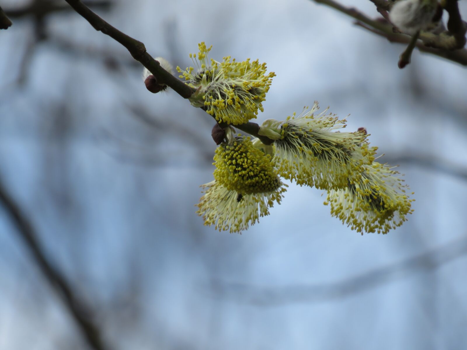Canon PowerShot SX540 HS sample photo. Verboczky, spring photography