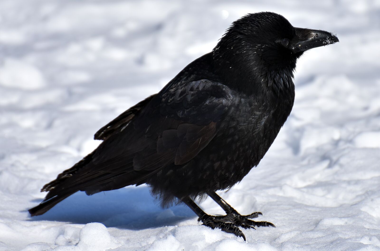Nikon D7200 sample photo. Crow, animal, common raven photography