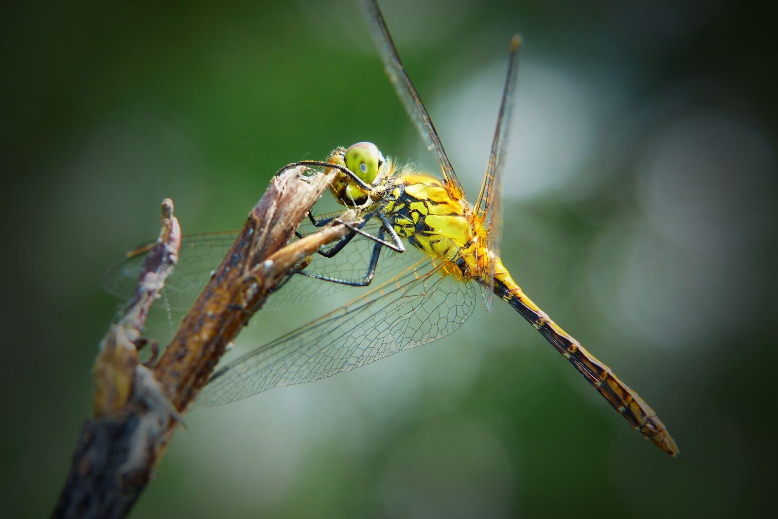 Panasonic Lumix DMC-FZ200 sample photo. Szablak blood, female, dragonflies photography