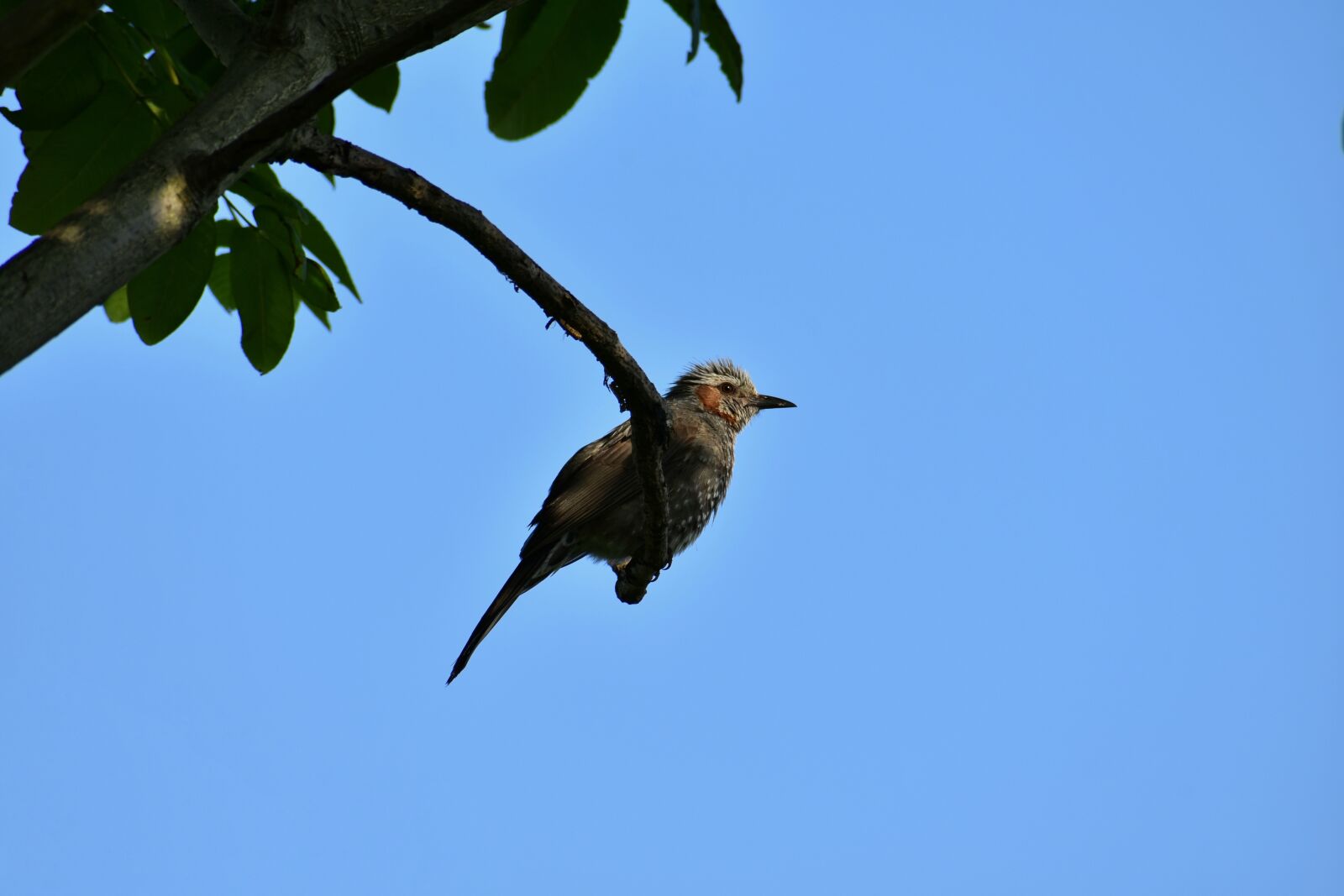Nikon D7200 sample photo. Animal, sky, wood photography