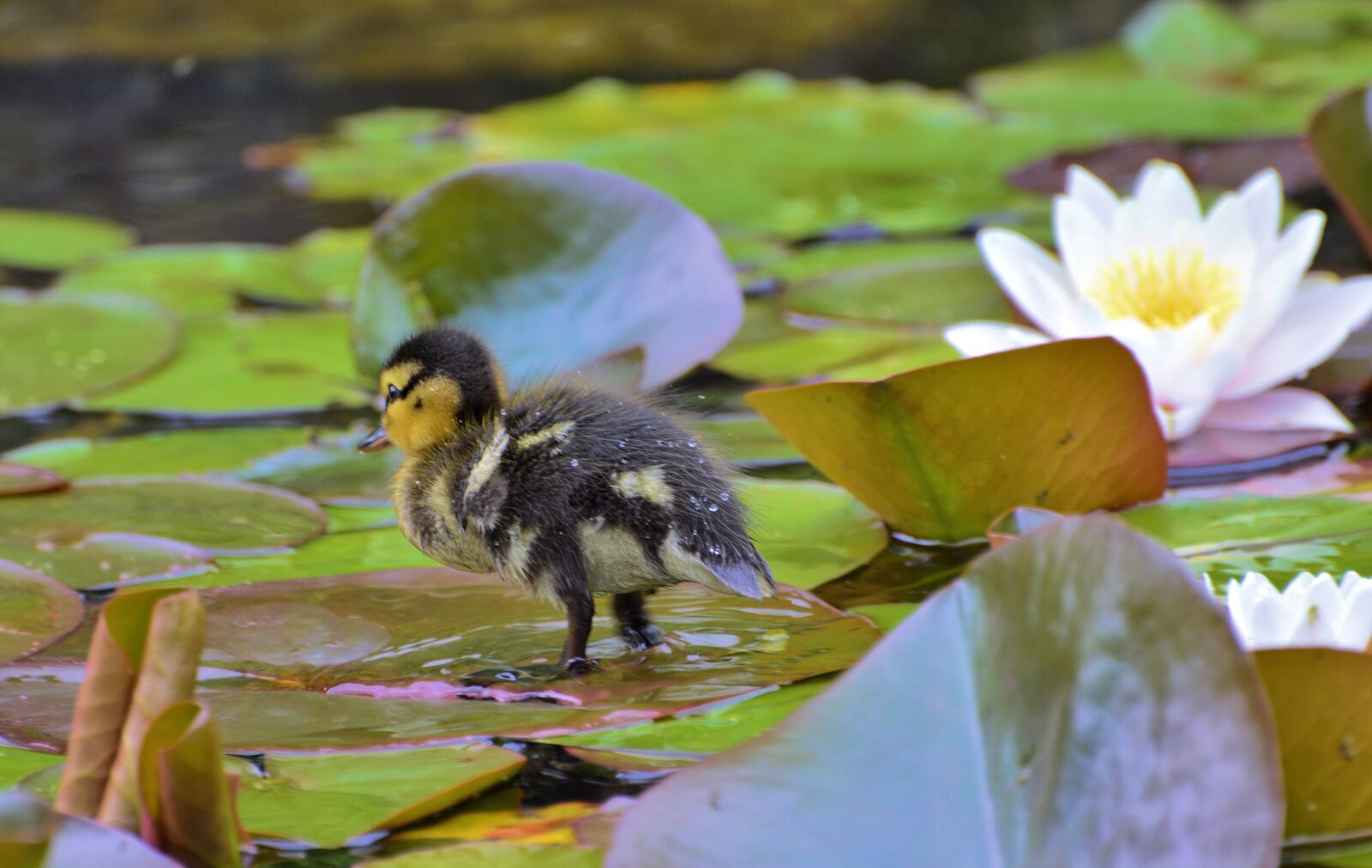 Nikon D3200 sample photo. Duck, water bird, nature photography