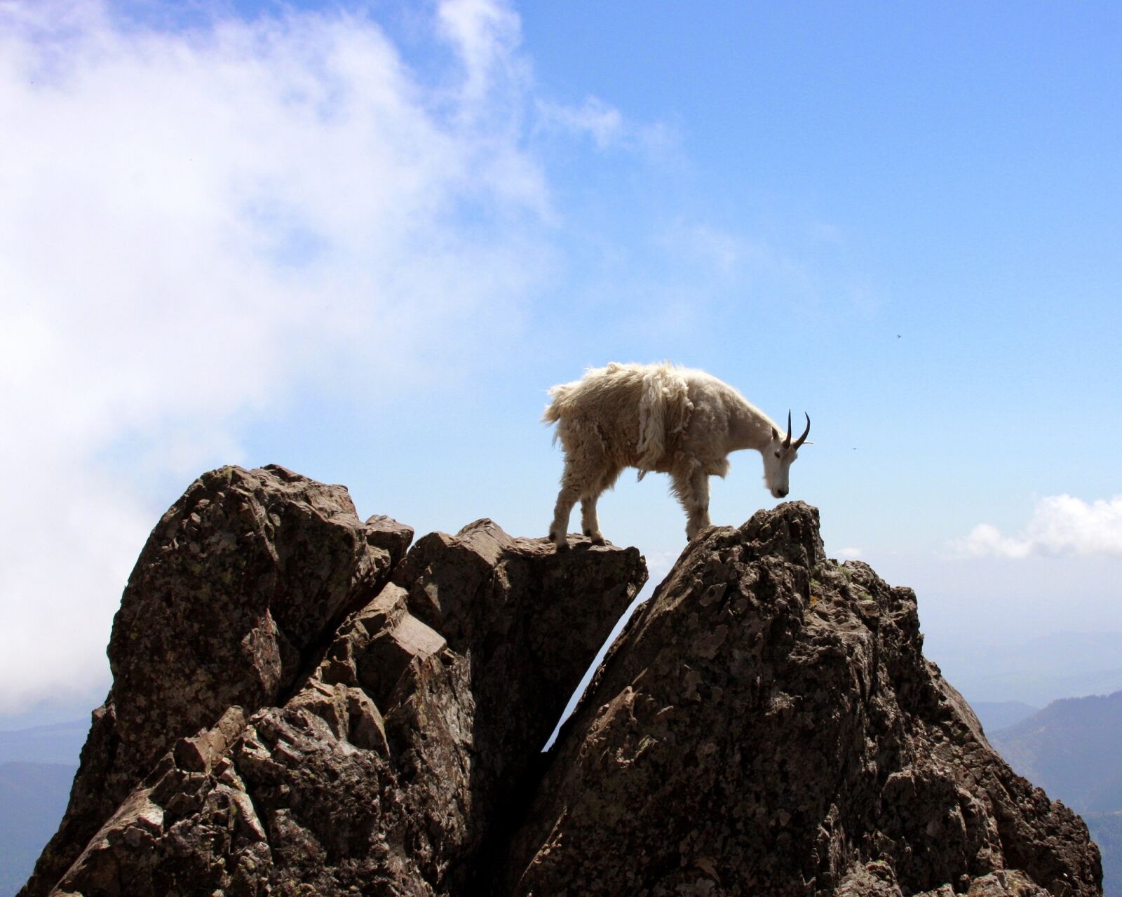 Canon EOS 40D sample photo. Mountain goat, rocks, wildlife photography