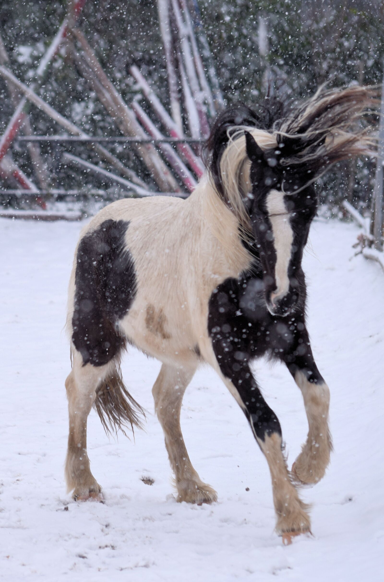 Nikon D5300 sample photo. Horse, snow, w photography