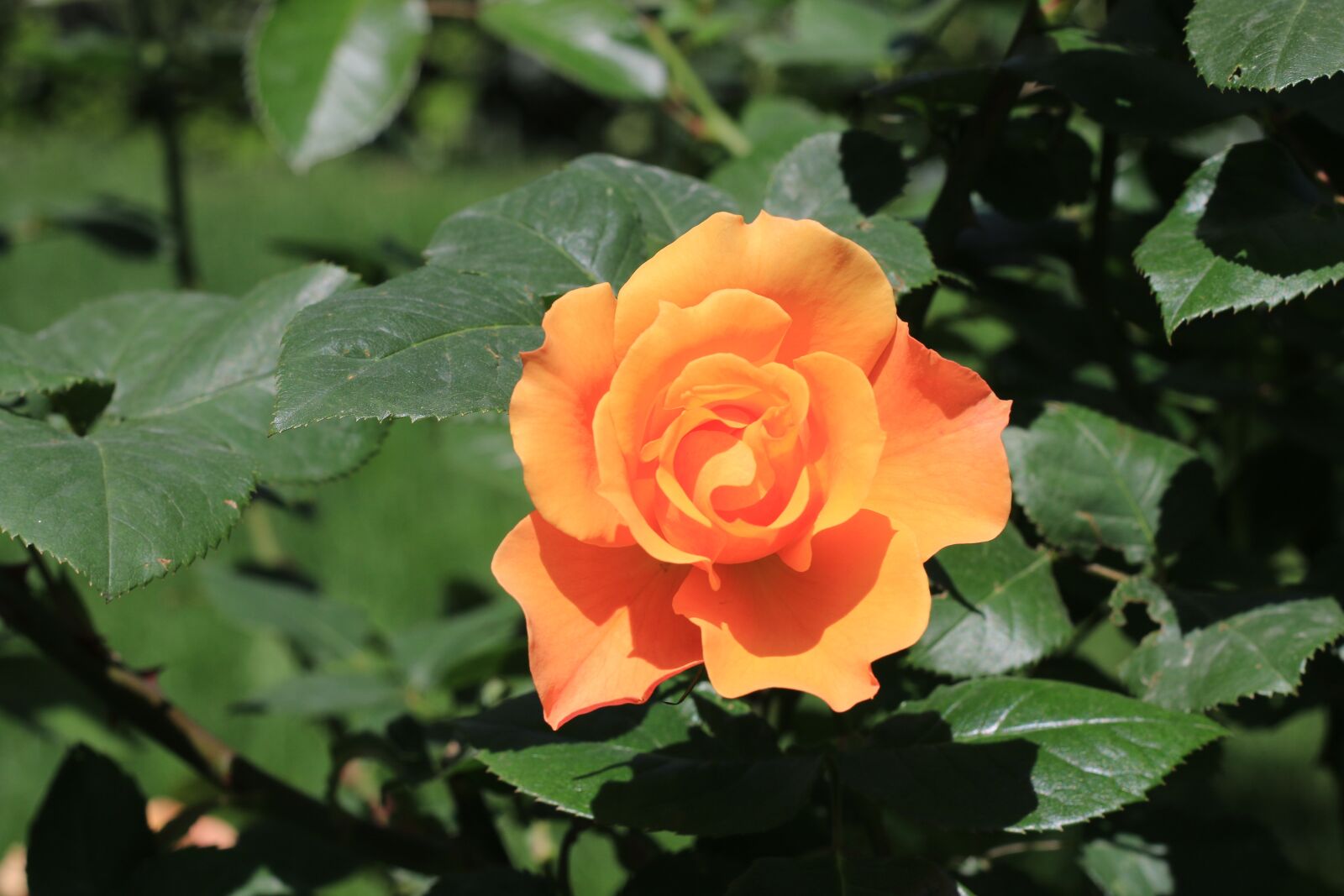 Canon EOS 70D + Canon EF 50mm F1.8 II sample photo. Rose, white, flower photography
