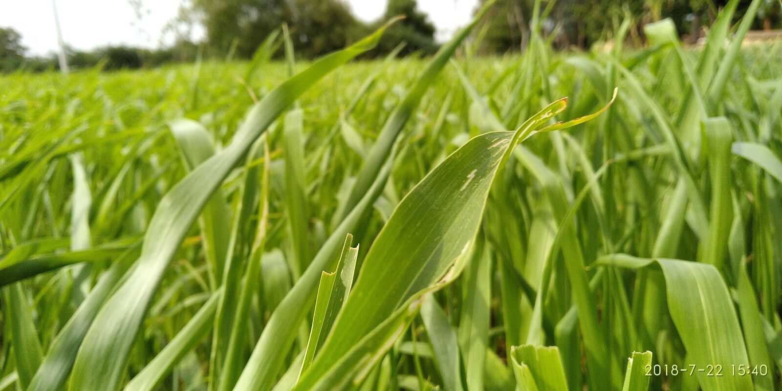 Xiaomi Redmi Note 5 sample photo. Nature, grass, leaf photography