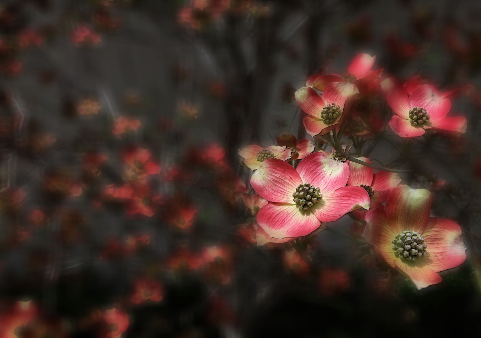 Canon EF 24-70mm F4L IS USM sample photo. Dogwood, tree, flower photography