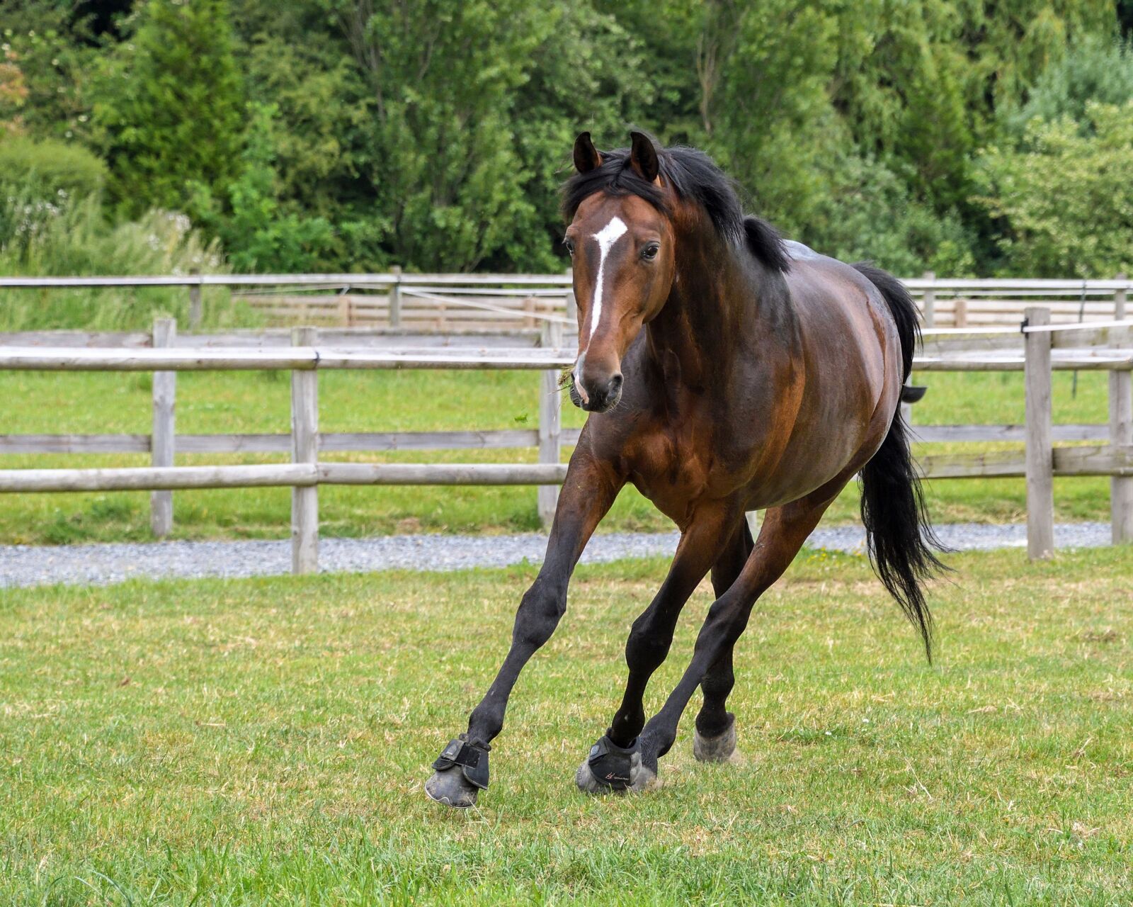 Nikon D500 sample photo. Horse, pre, run photography