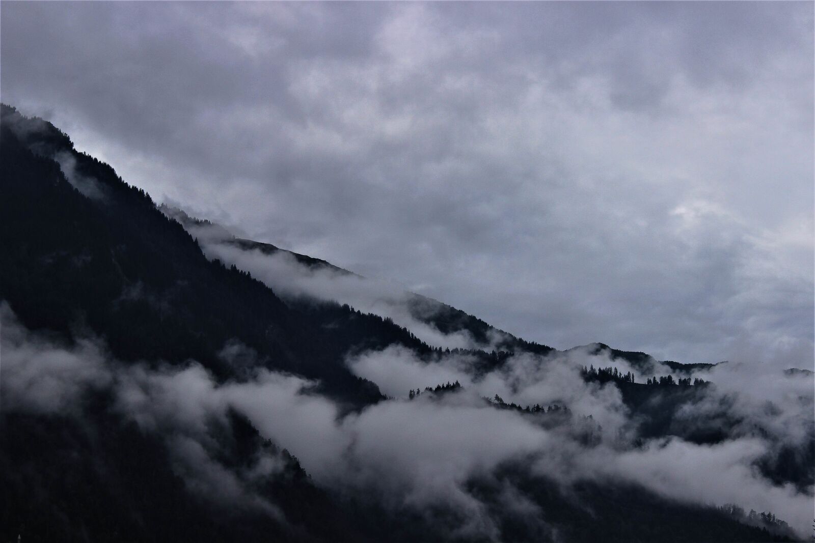 Canon EOS 600D (Rebel EOS T3i / EOS Kiss X5) sample photo. Fog, mountain, firs photography