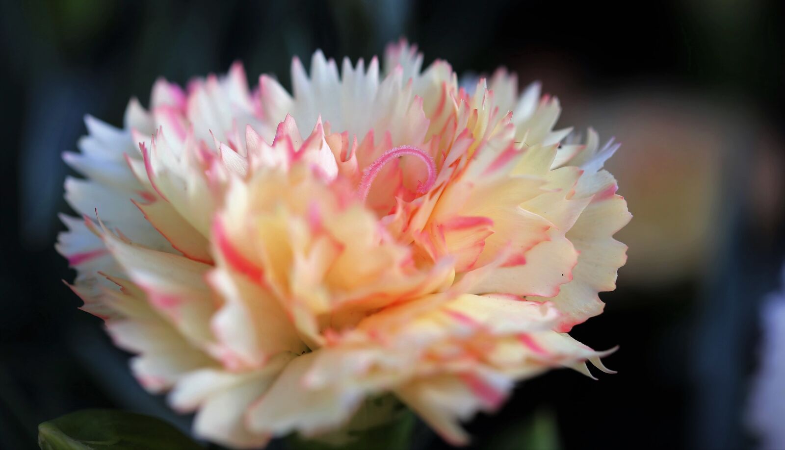 Canon EF 100mm F2.8 Macro USM sample photo. Yellow pink carnation, flower photography