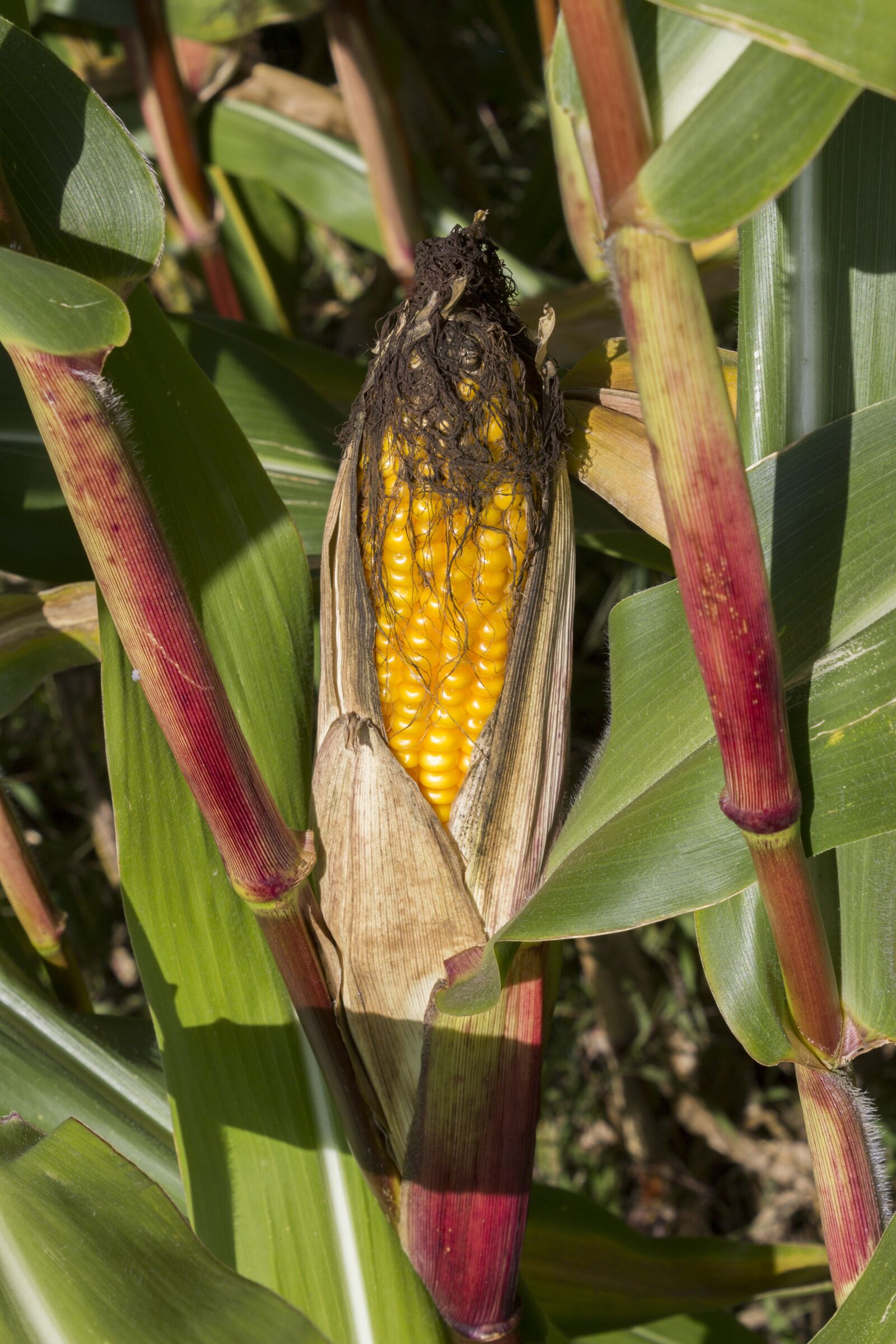 Canon EOS 600D (Rebel EOS T3i / EOS Kiss X5) sample photo. Corn, maize, agriculture photography
