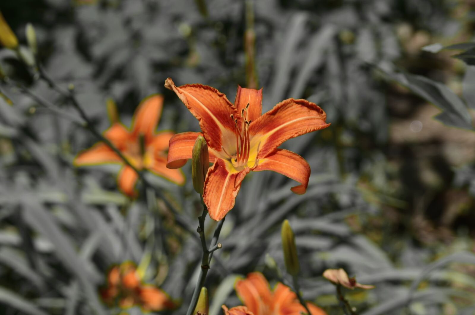 Nikon D5100 sample photo. Flower, flora, nature photography