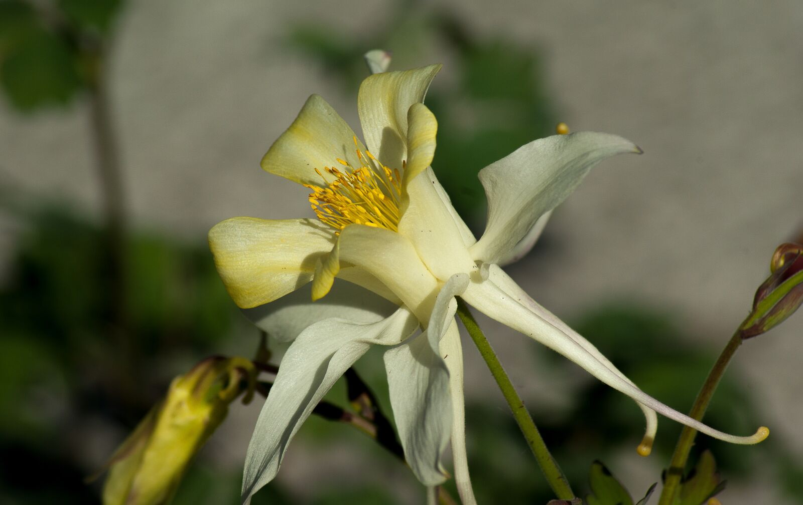 Pentax K10D sample photo. Flower, columbine, petals photography