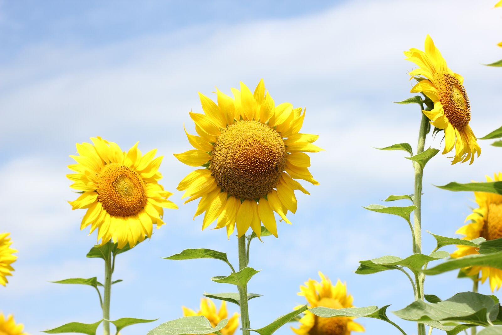 Canon EOS 550D (EOS Rebel T2i / EOS Kiss X4) sample photo. Sunflower, flower, bloom photography