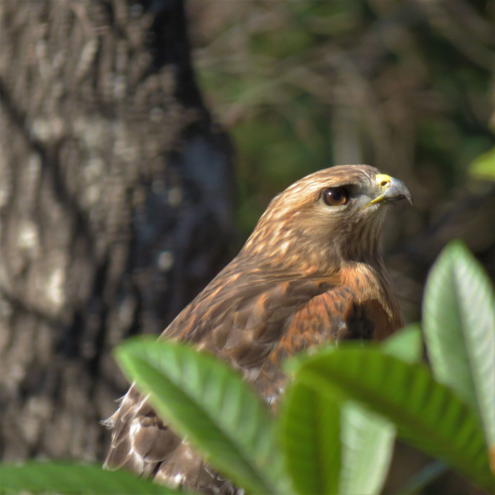Canon PowerShot SX60 HS sample photo. Hawk, raptor, bird photography