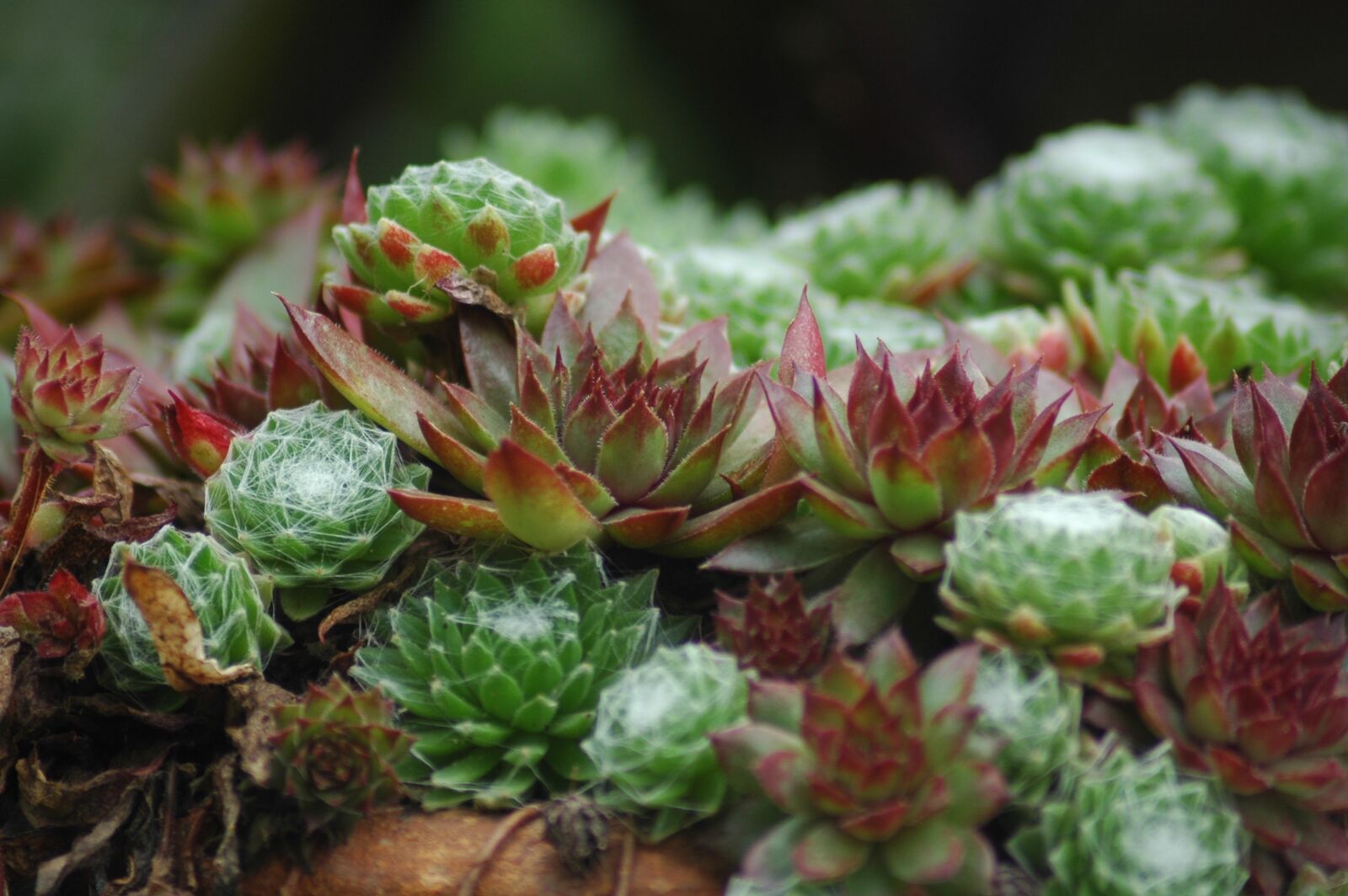 Nikon D70s sample photo. Stone garden, sempervivum, house photography