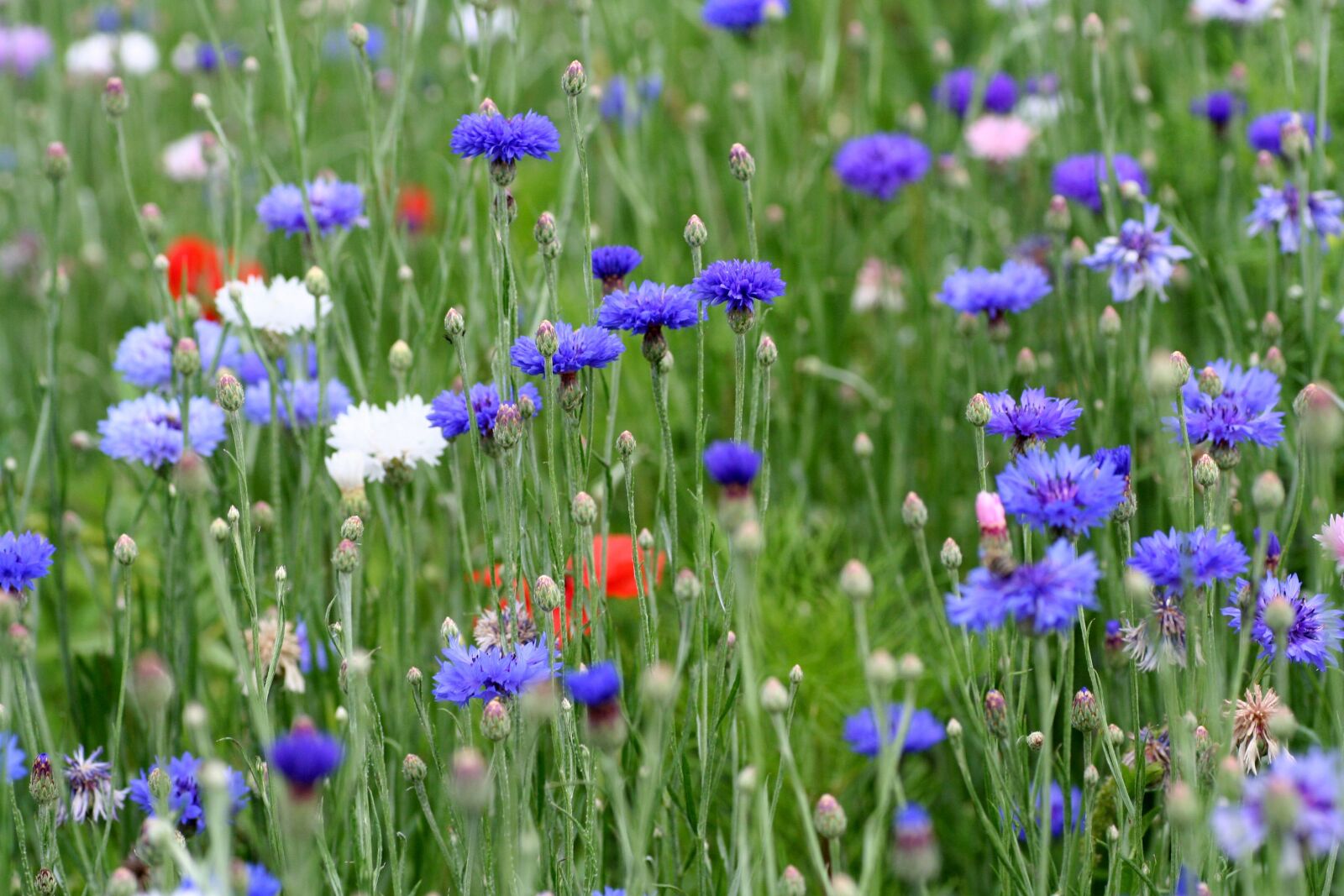 Canon EOS 350D (EOS Digital Rebel XT / EOS Kiss Digital N) sample photo. Flowers, botany, flora photography