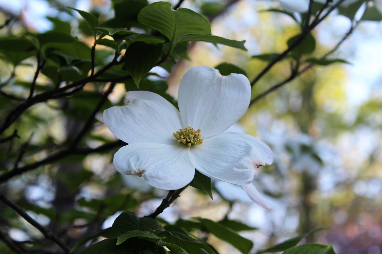 Canon EOS 1300D (EOS Rebel T6 / EOS Kiss X80) sample photo. Dogwood, spring, bloom photography