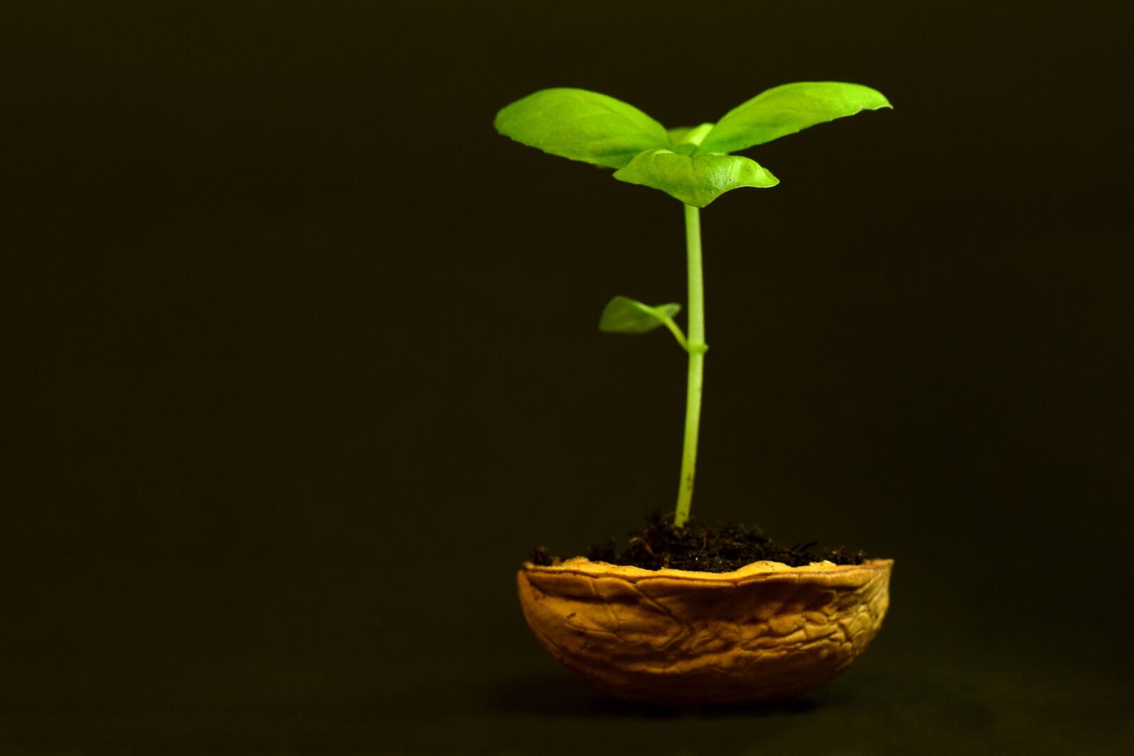 Nikon D3300 sample photo. Plant, small, leaf photography