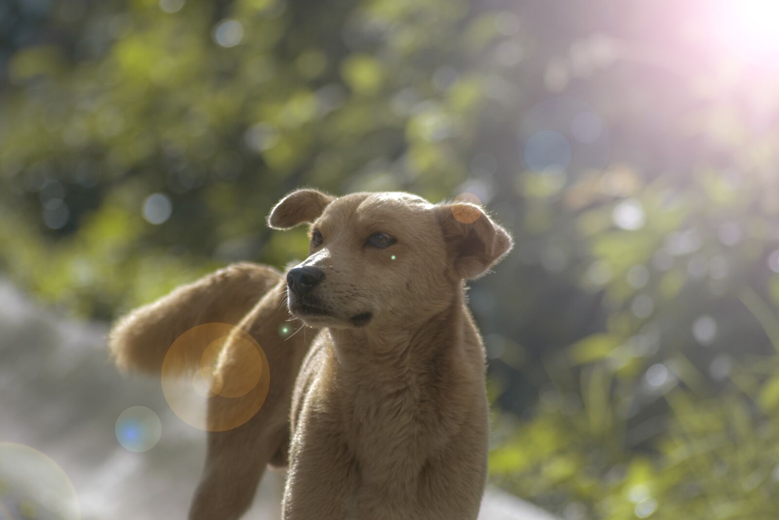 Nikon D5300 sample photo. Pet, dog, sun photography
