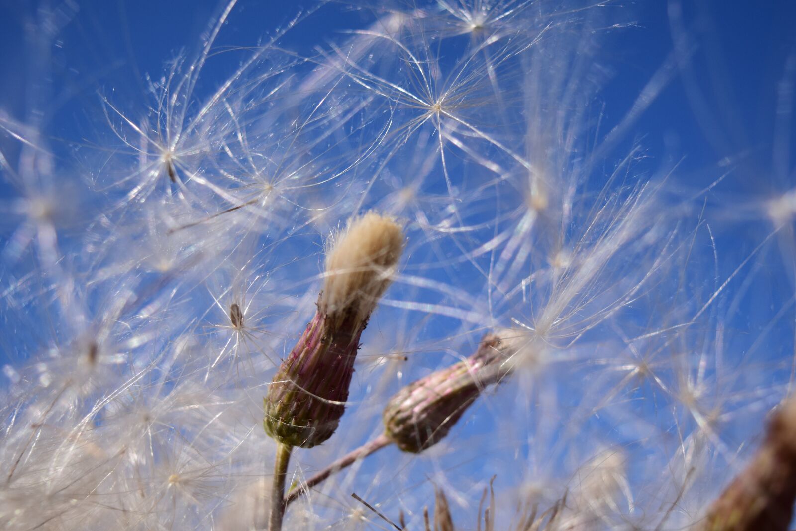 Nikon D3300 sample photo. Flying seeds, wind, sky photography