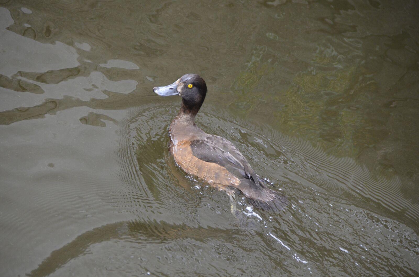 Nikon D5100 sample photo. Tufted duck, female, nature photography