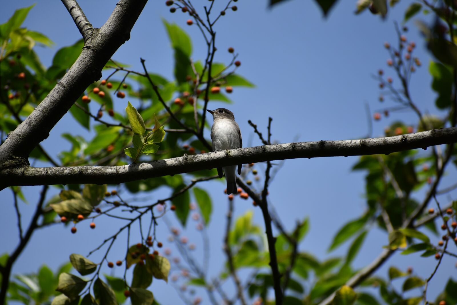 Nikon D7200 sample photo. Animal, sky, trees and photography