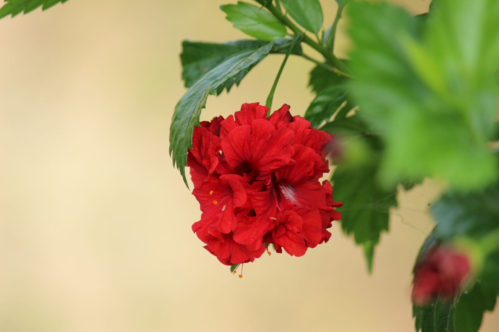 Canon EF-S 55-250mm F4-5.6 IS II sample photo