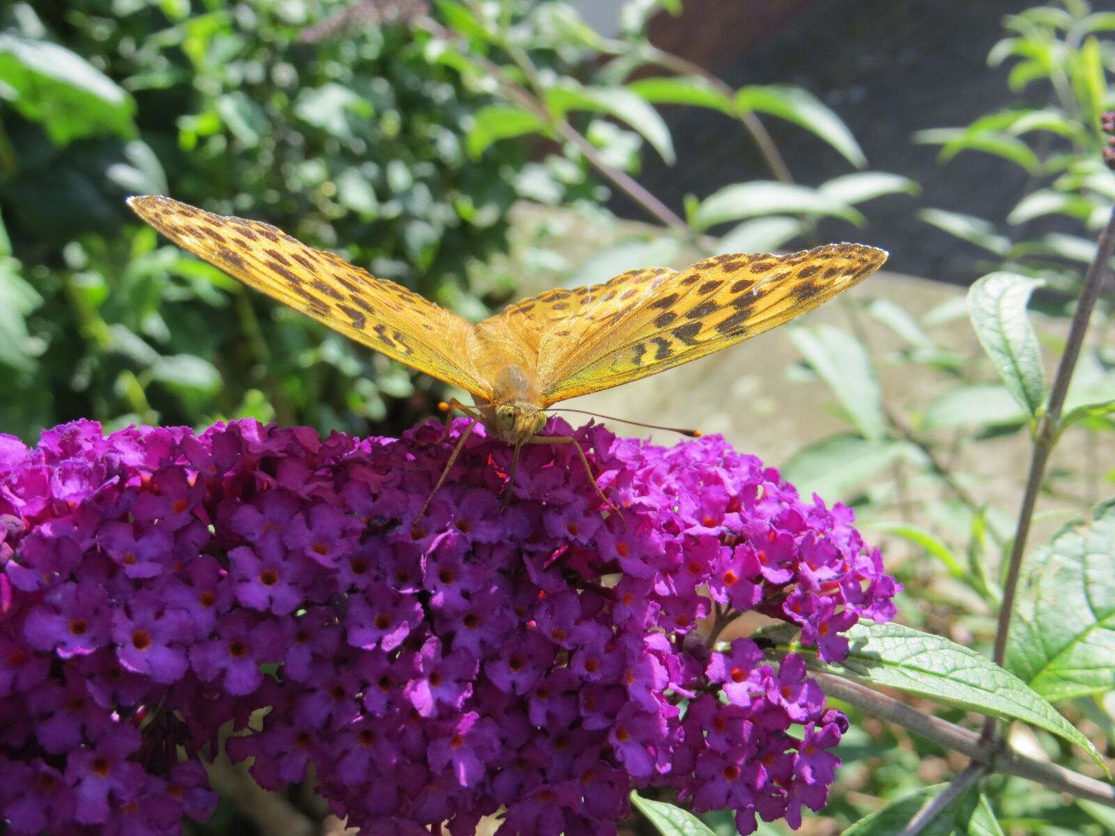 Canon PowerShot SX260 HS sample photo. Butterfly, buddleja davidii, purple photography