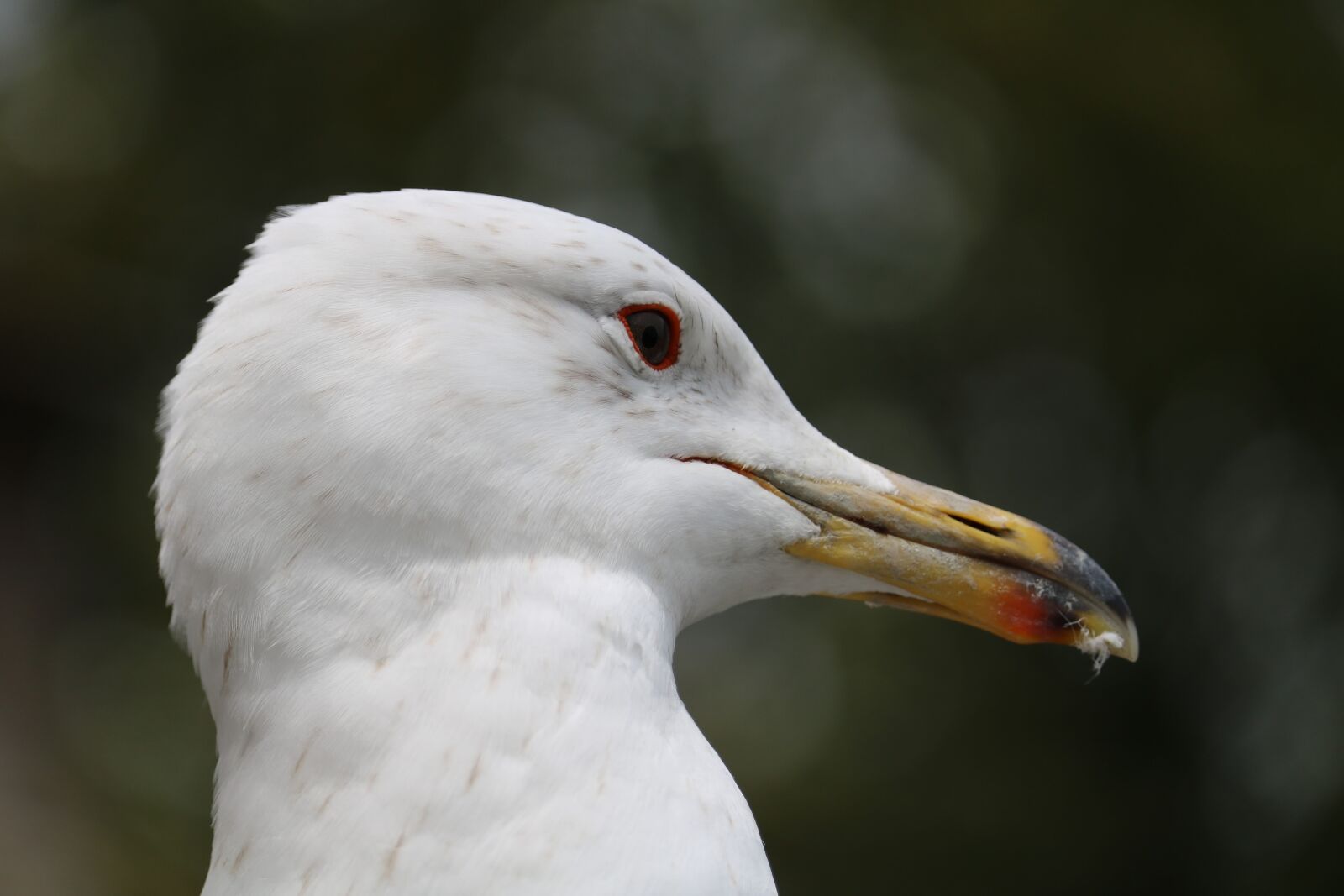 Canon EOS 750D (EOS Rebel T6i / EOS Kiss X8i) sample photo. Bird, animal world, nature photography