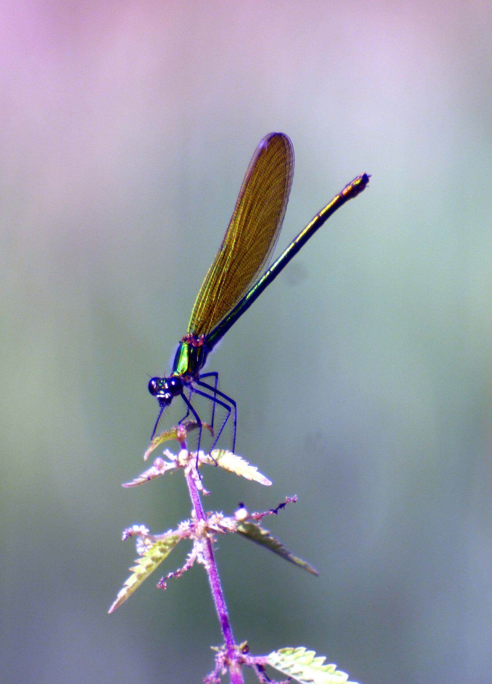 Panasonic DMC-FZ72 sample photo. Dragonfly, demoiselle, insects photography