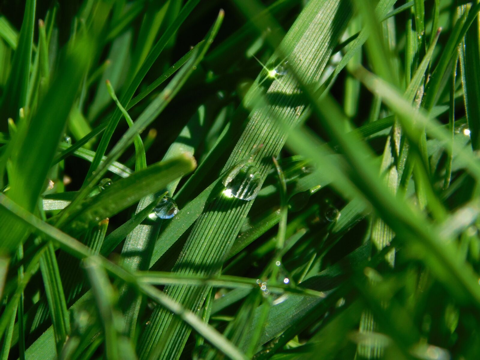 Nikon Coolpix L840 sample photo. Backyard, nature, outdoor photography