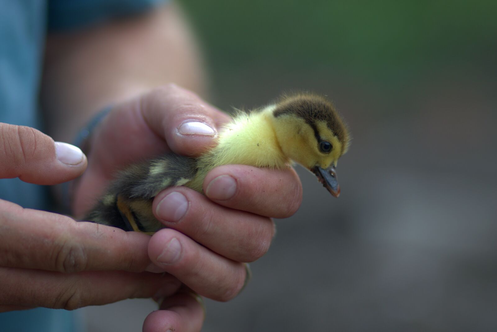 Canon EF 85mm F1.8 USM sample photo. Duckling, small, fluffy photography