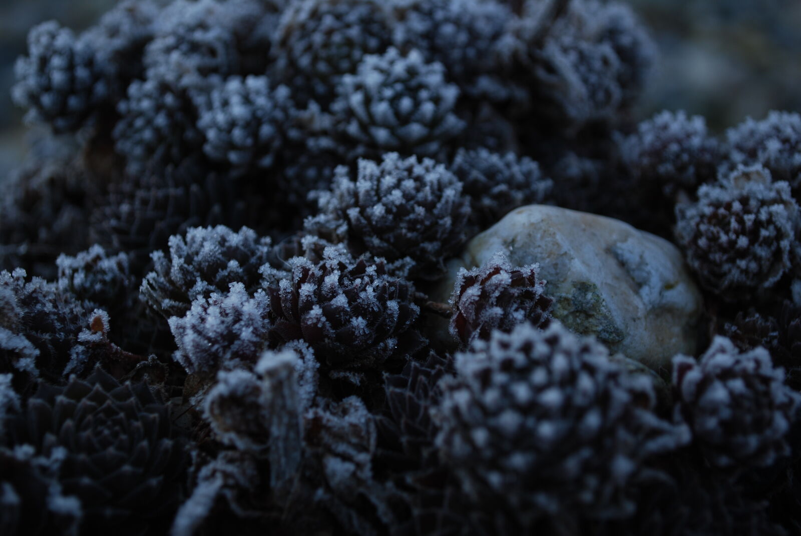 Nikon D60 sample photo. Blue, cold, freeze, garden photography