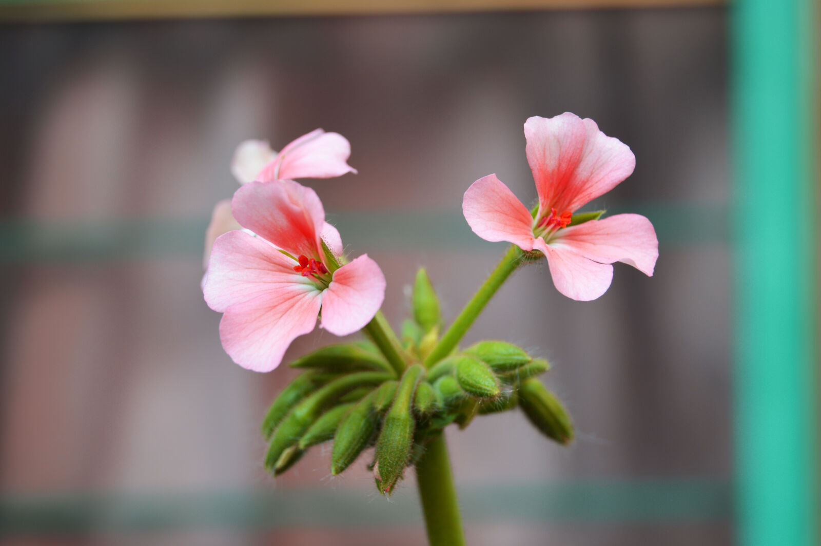 Nikon D3200 sample photo. Beautiful, bloom, blooming, blossom photography