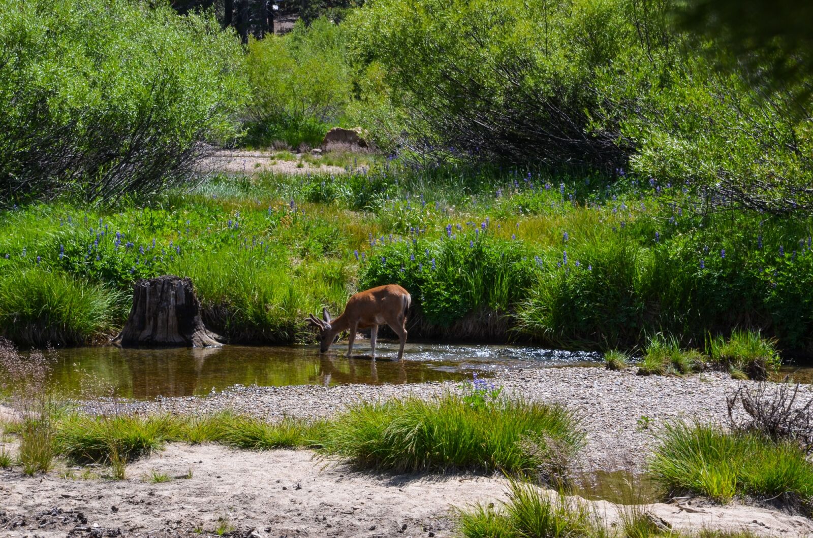 Nikon D5100 sample photo. California, usa, america photography