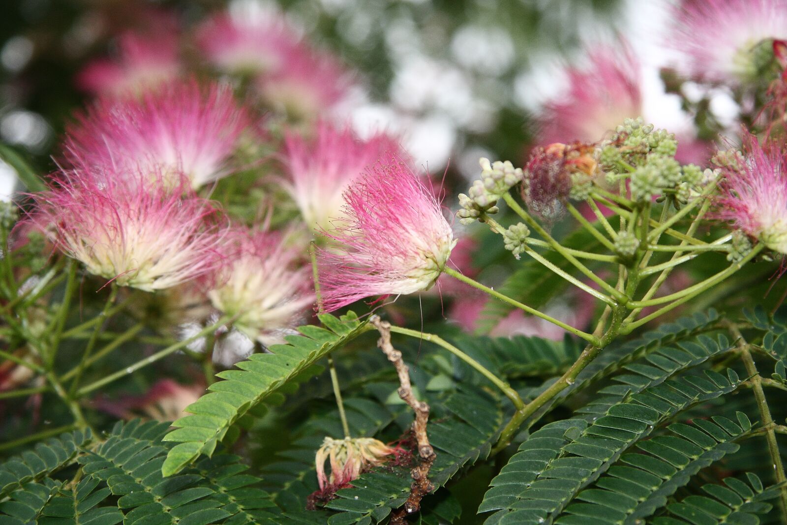 Canon EOS 40D sample photo. Silk acacia, pink, tree photography