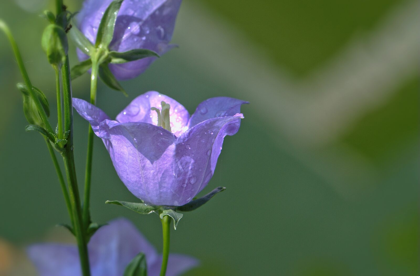 Nikon D5600 sample photo. Flower, blossom, bloom photography