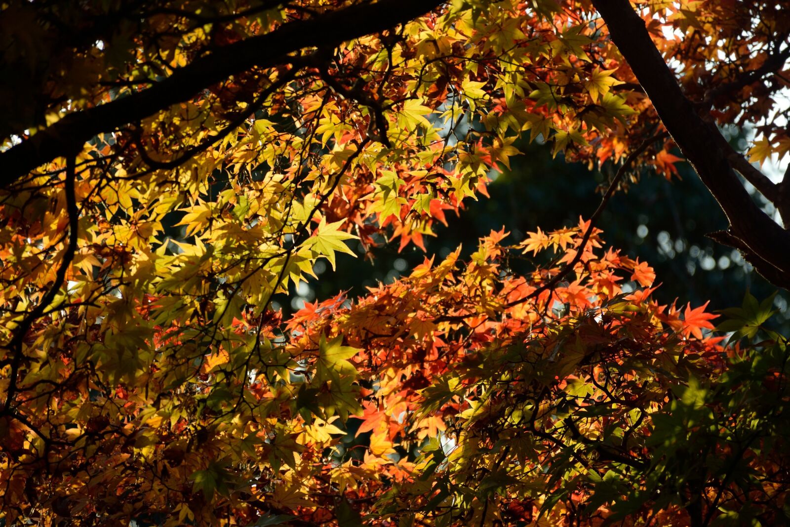 Nikon D5300 sample photo. Autumn, tree, japan photography