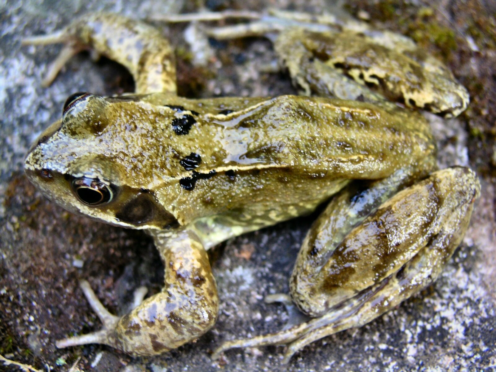 Olympus C5050Z sample photo. Frog, amphibian, pond photography