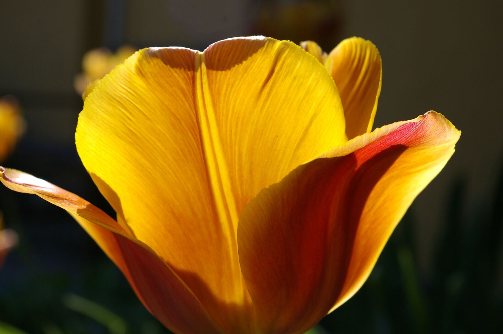Pentax *ist DL2 sample photo. Tulips, yellow tumor, orange photography
