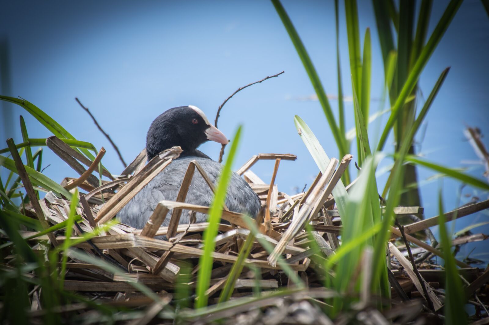 Pentax K-3 sample photo. Bird, breeding bird, nest photography