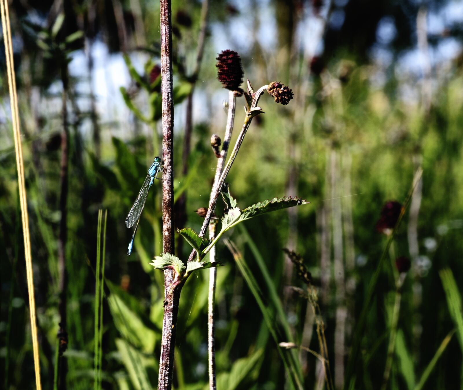 Nikon D90 sample photo. Nature, butterfly, spring photography