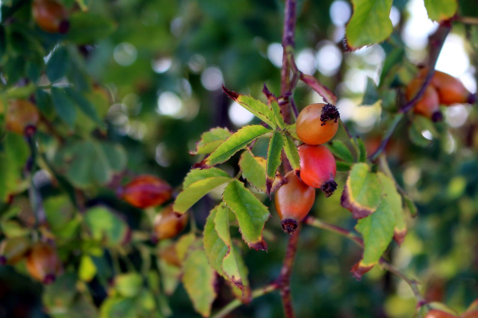Canon EOS 700D (EOS Rebel T5i / EOS Kiss X7i) sample photo. Nature, rose hip, red photography