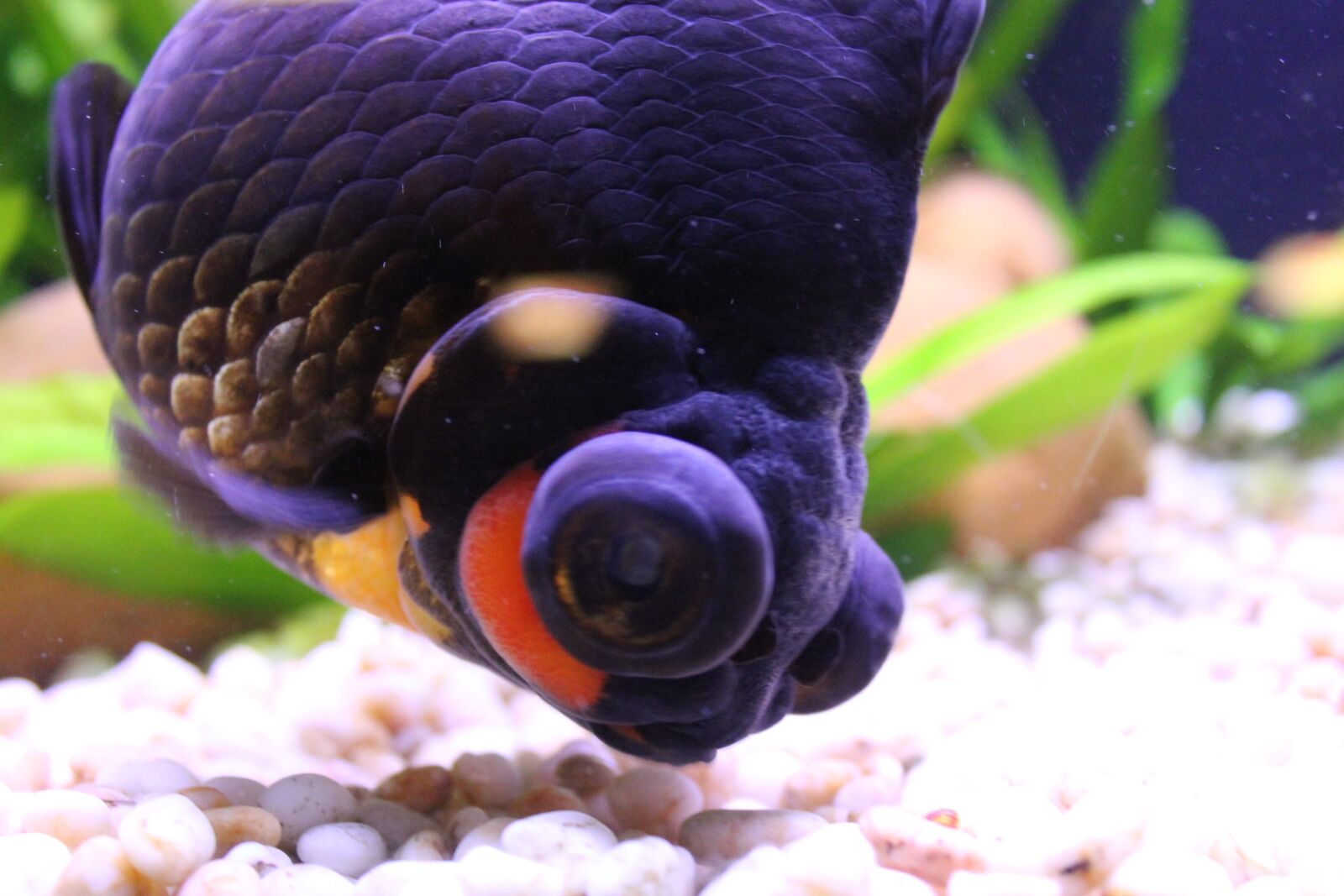 Canon EOS 550D (EOS Rebel T2i / EOS Kiss X4) sample photo. Gold fish, aquarium, pet photography