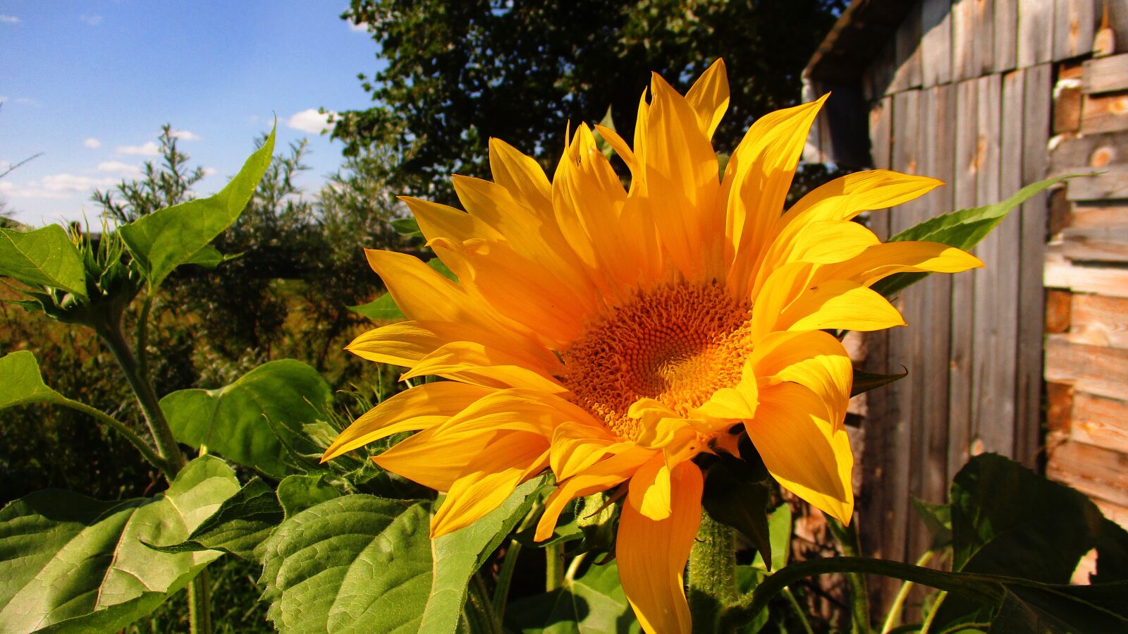 Canon IXUS 185 sample photo. Sunflower, yellow, bright photography