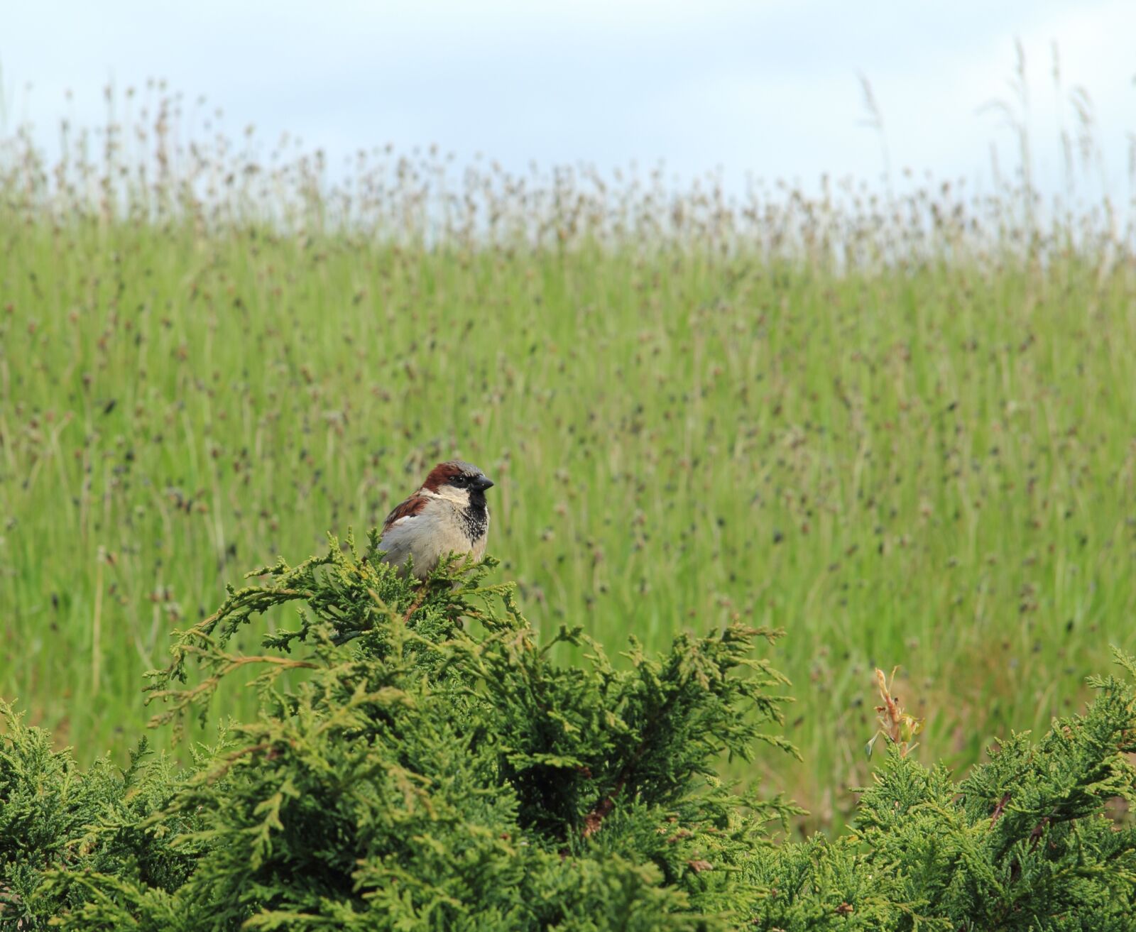 Canon EF-S 17-85mm F4-5.6 IS USM sample photo. Chickadee, bird, nature photography