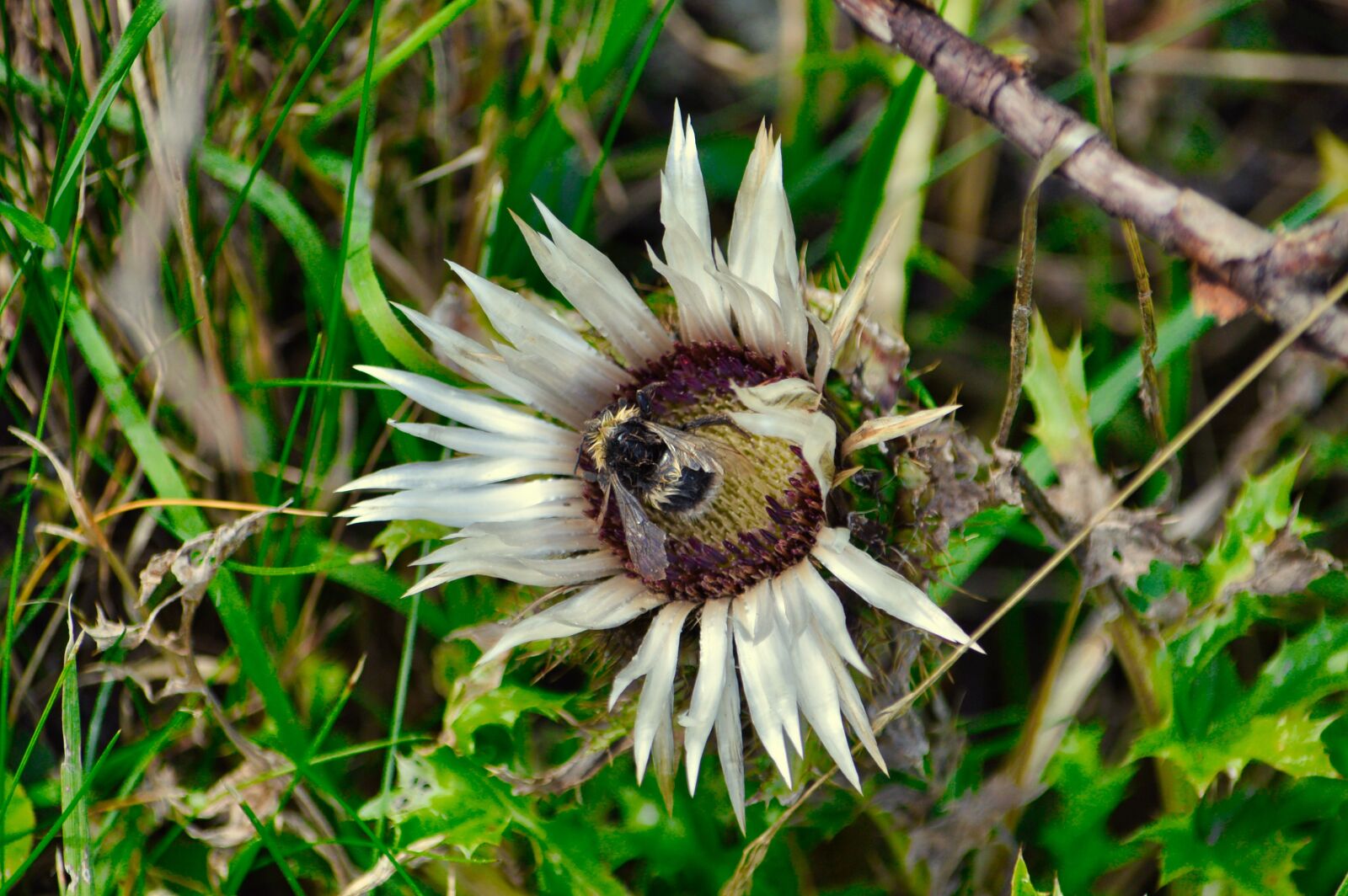 Nikon D3200 sample photo. Thistle, flower, thorny photography